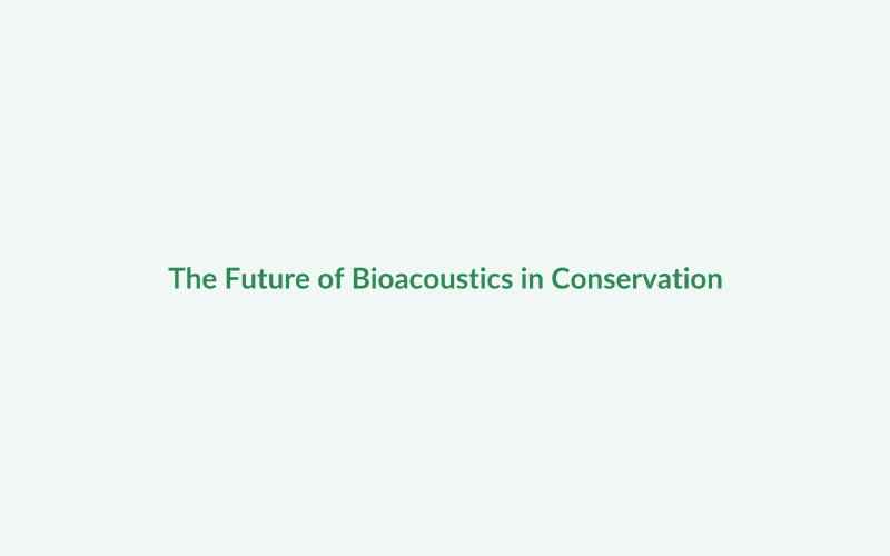 Bioacoustics Research